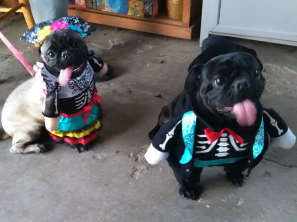 /images/uploads/pug nation rescue of los angeles/pugnation2020/entries/11758thumb.jpg